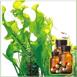 Ламинарии экстракт водно-глицериновый 20% Ламинарии экстракт водно-глицериновый 20%