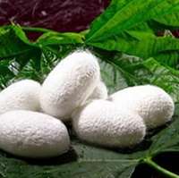 Гидролизованные протеины шелка (Hydrolyzed Silk Protein), 20 г Гидролизованные протеины шелка (Hydrolyzed Silk Protein), 20 г
