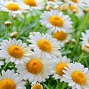 Bisabolol vegetal alpha (Бисаболол-альфа натуральный растительный) 98.5% Bisabolol vegetal alpha (Бисаболол-альфа натуральный растительный) 98.5%