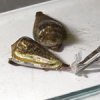 XEP-018 ЭксИПи (Cone Snail токсин, токсин улитки) - миорелаксант XEP-018 ЭксИПи (Cone Snail токсин, токсин улитки) - миорелаксант