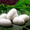 Гидролизованные протеины шелка (Hydrolyzed Silk Protein), 20 г Гидролизованные протеины шелка (Hydrolyzed Silk Protein), 20 г