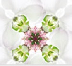 B-White™ (Би-Вайт) - инкапсулированный в липосому биомиметический отбеливающий пептид (TGF-β биомиметик), 5 г B-White™ (Би-Вайт) - инкапсулированный в липосому биомиметический отбеливающий пептид (TGF-β биомиметик), 5 г