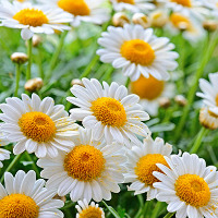 Bisabolol vegetal alpha (Бисаболол-альфа натуральный растительный) 98,5% ОПТ Bisabolol vegetal alpha (Бисаболол-альфа натуральный растительный) 98,5% ОПТ