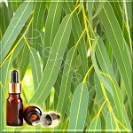 Эвкалипт глобулус эфирное масло (Eucalyptus globulus Essential Oil) Эвкалипт глобулус эфирное масло (Eucalyptus globulus Essential Oil)