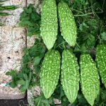 Экзосомы экстракта горькой дыни (AC ExoRestore) Экзосомы экстракта горькой дыни (AC ExoRestore)