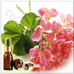 Герань египетская эфирное масло (Geranium Egyptian Essential Oil) Герань египетская эфирное масло (Geranium Egyptian Essential Oil)