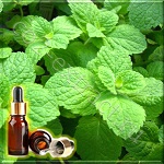 Мята перечная эфирное масло (Mentha piperita Essential Oil) EP/USP Мята перечная эфирное масло (Mentha piperita Essential Oil) EP/USP