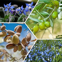 Oleosoft-4 (Олеософт) - ферментированная смесь масел бораго, оливы, миндаля и льна, 20 мл Oleosoft-4 (Олеософт) - ферментированная смесь масел бораго, оливы, миндаля и льна, 20 мл