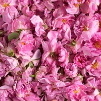 Роза дамасская абсолю (абсолют розы дамасской) Роза дамасская абсолю (абсолют розы дамасской)