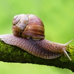 Snail secretion filtrate (Секрет виноградной улитки 98%) Snail secretion filtrate (Секрет виноградной улитки 98%)