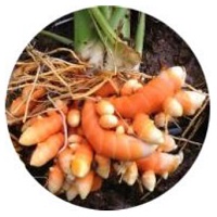 Меристемные (стволовые) клетки куркумы длинной (турмерик, желтый имбирь) - против выпадения волос Меристемные (стволовые) клетки куркумы длинной (турмерик, желтый имбирь) - против выпадения волос