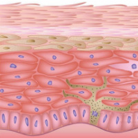 Ceramide III (ЦЕРАМИД III, Ceramide NP), чистый Ceramide III (ЦЕРАМИД III, Ceramide NP), чистый