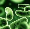 Biolin P (Биолин) - пребиотик из олигосахаридов и инулина Biolin P (Биолин) - пребиотик из олигосахаридов и инулина