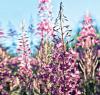Willowherb (Виллоухерб), 20 г Willowherb (Виллоухерб), 20 г